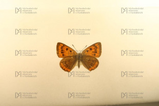 Lycaena dispar