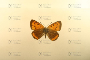 Lycaena dispar