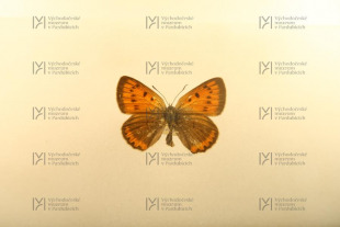 Lycaena dispar