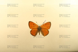 Lycaena dispar