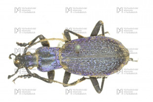 Carabus intricatus