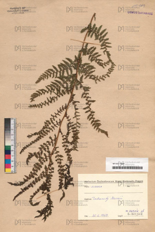 Athyrium filix-femina (L.) Roth