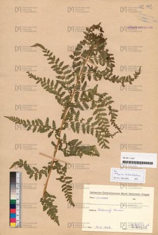 Athyrium distentifolium Tausch ex Opiz