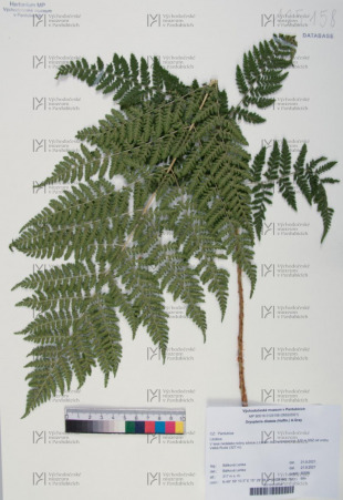 Dryopteris dilatata (Hoffm.) A.Gray