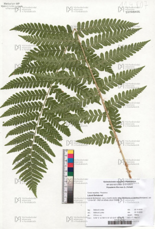 Dryopteris filix-mas (L.) Schott