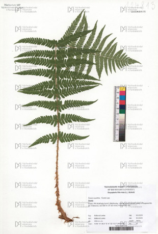 Dryopteris filix-mas (L.) Schott