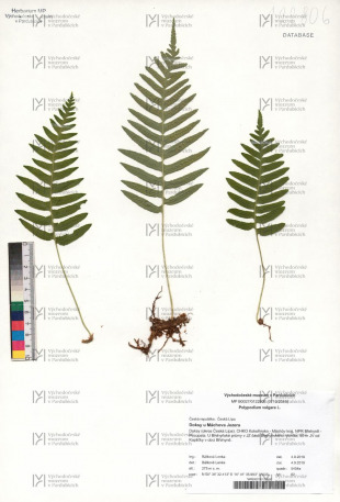 Polypodium vulgare L.